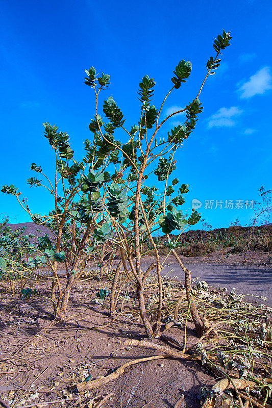 Calotropis procera Fuerteventura。